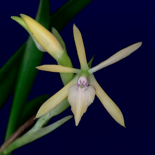 Epidendrum zunigae